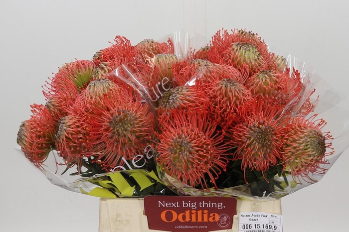 <h4>Nutans Ayoba Pink Guava</h4>