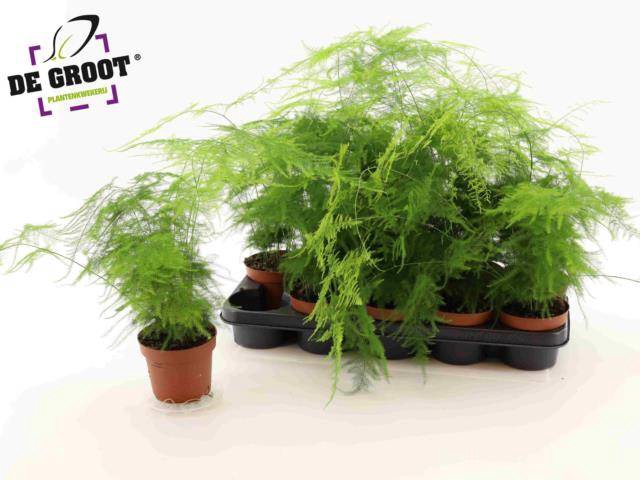 <h4>ASPAR SETACEUS P12</h4>