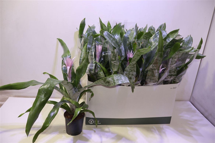 <h4>arr8 Aech Ov</h4>