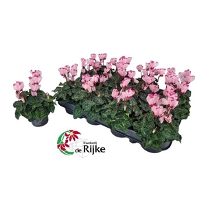 CYCL KL SUP VER VICT