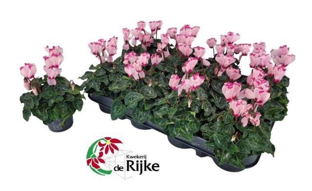 <h4>CYCL KL SUP VER VICT</h4>