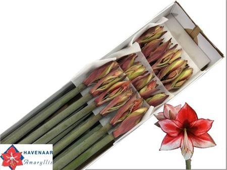 <h4>Hipp Di Charisma</h4>