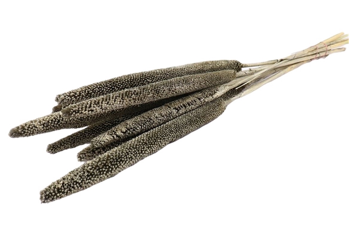 Bunch Babala 10pcs Sleeved L65