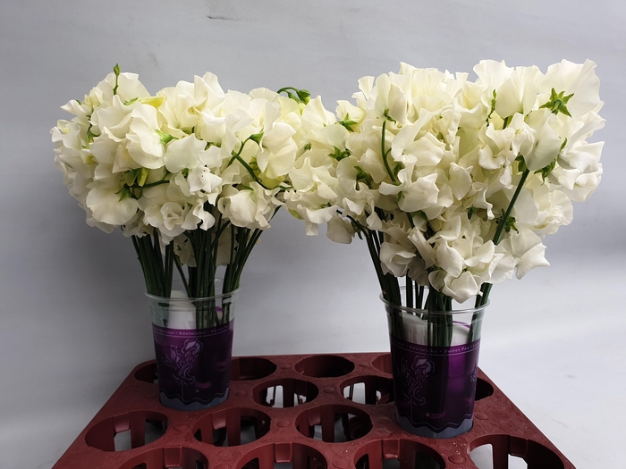 Lathyr Parfum Cream