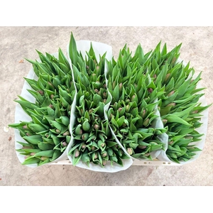 Tulipa si candy prince