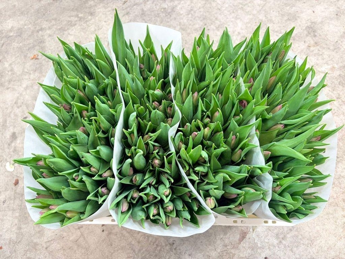 <h4>Tulipa si candy prince</h4>