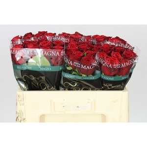 Rosa Gr Red Naomi Porta