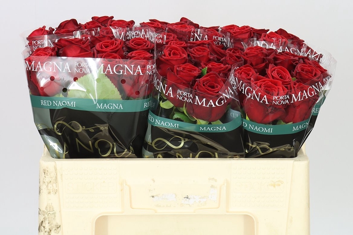 <h4>Rosa Gr Red Naomi Porta</h4>