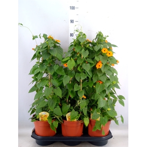 Thunbergia  'Suzie Orange wEye'