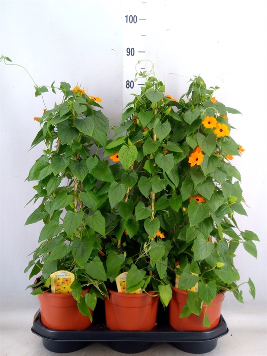 <h4>Thunbergia  'Suzie Orange wEye'</h4>