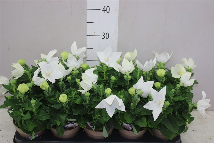 <h4>Platycodon Gr Astra White</h4>