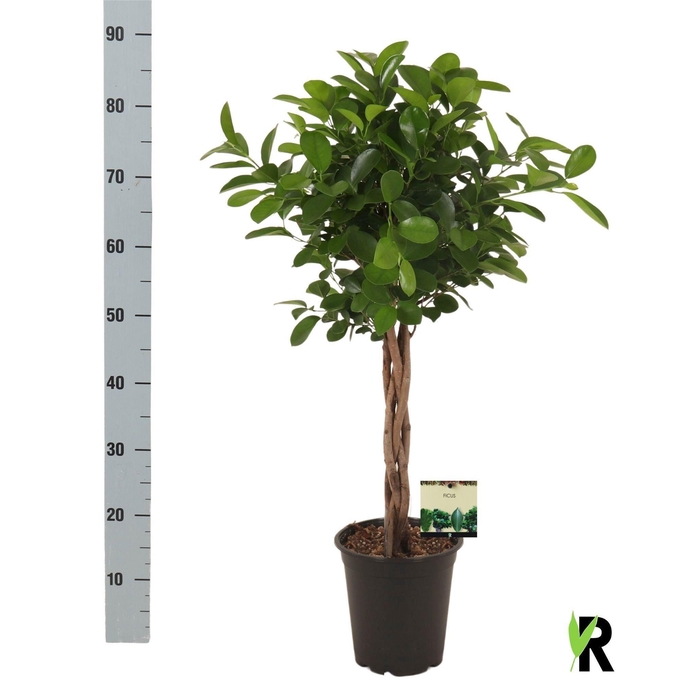 <h4>FIC MI MOCLAME</h4>