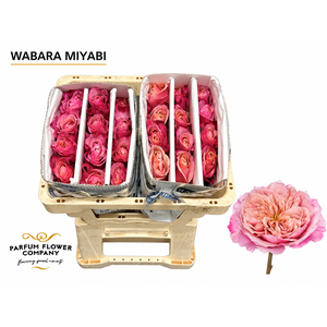 Rosa a Wabara Miyabi