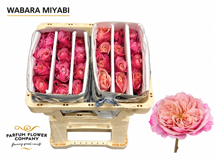<h4>Rosa a Wabara Miyabi</h4>