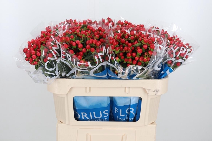 <h4>Hyp Coco Rio Rood</h4>