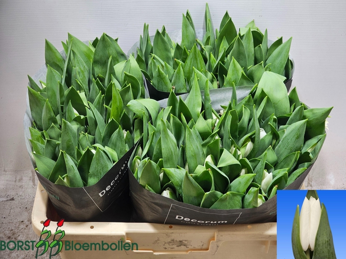 <h4>TU EN KIRCHBERG</h4>