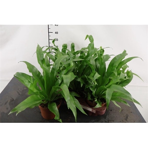 Asplenium 12 Cm. P. Antiquum