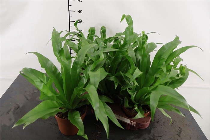 <h4>Asplenium 12 Cm. P. Antiquum</h4>