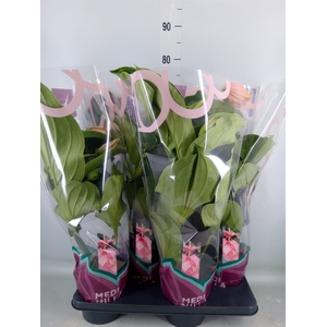 Medinilla magn.