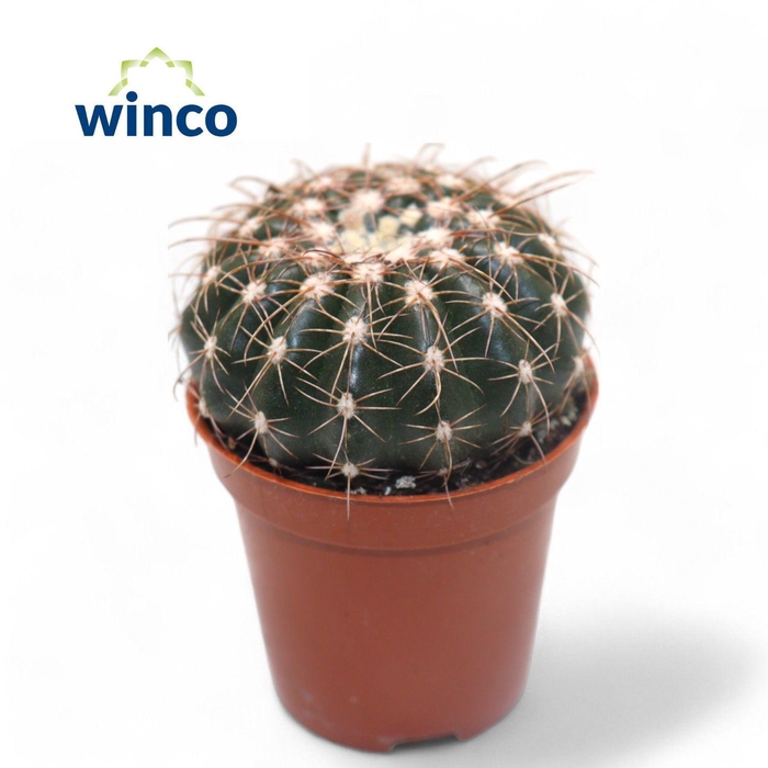 <h4>ECHINOC GRUSONII</h4>