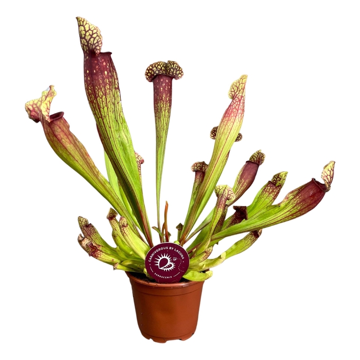 <h4>Sarracenia</h4>