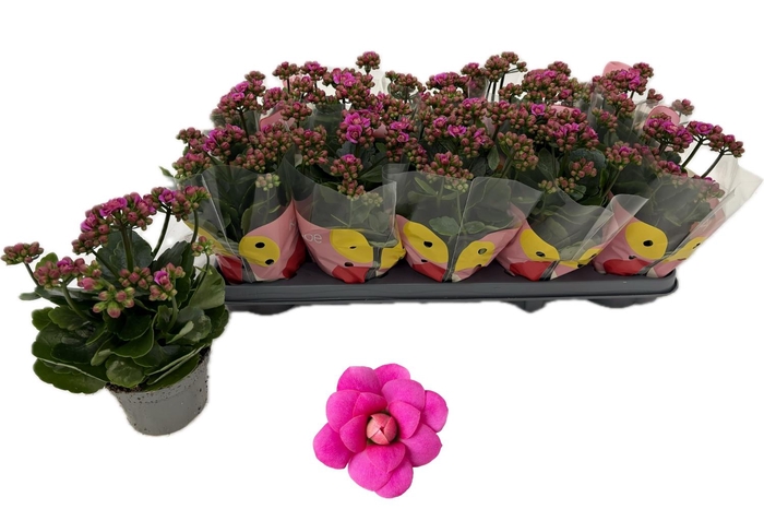 <h4>KAL GE MF AUGUSTA</h4>