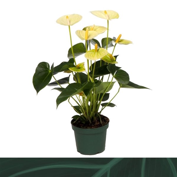 <h4>Anthurium Vanilla 12cm</h4>