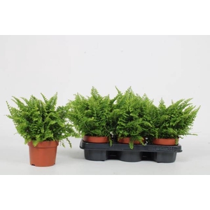 Nephrolepis exaltata Vitale 12Ø 25cm