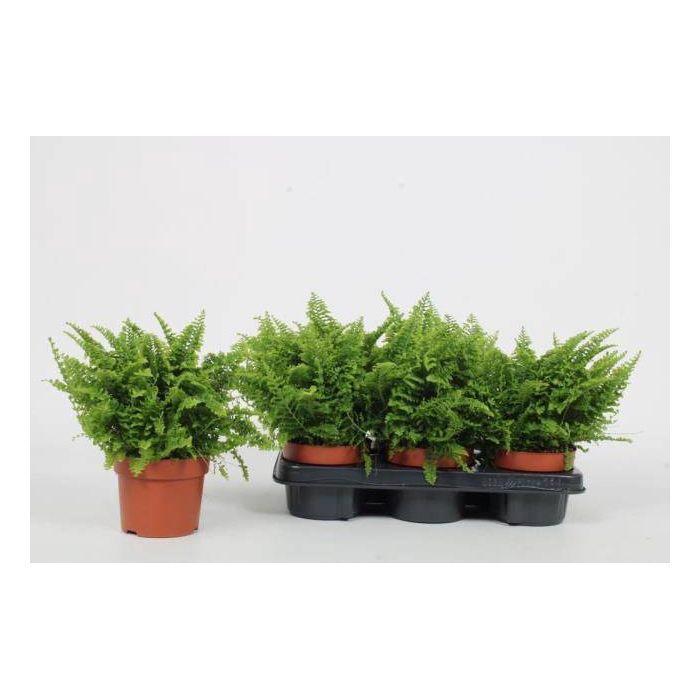 <h4>Nephrolepis exaltata Vitale 12Ø 25cm</h4>
