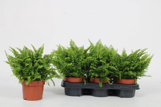 Nephrolepis exaltata Vitale 12Ø 25cm