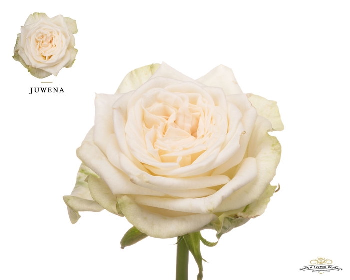 <h4>Rosa GR 'Juwena'</h4>