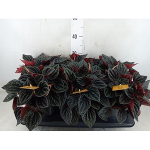 Peperomia caperata   ...