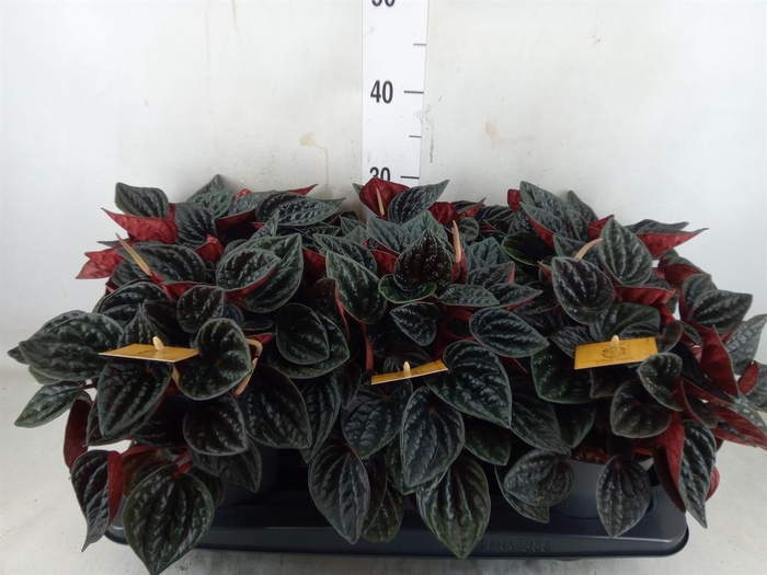 <h4>Peperomia caperata   ...</h4>