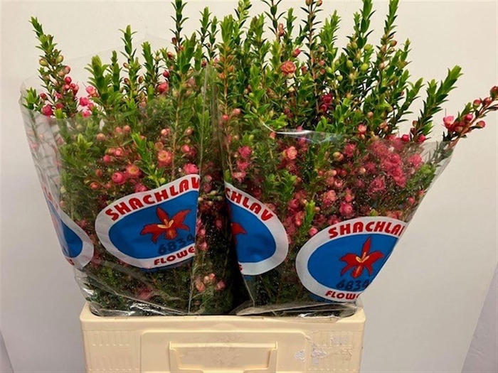 <h4>Chamecordia Rey</h4>