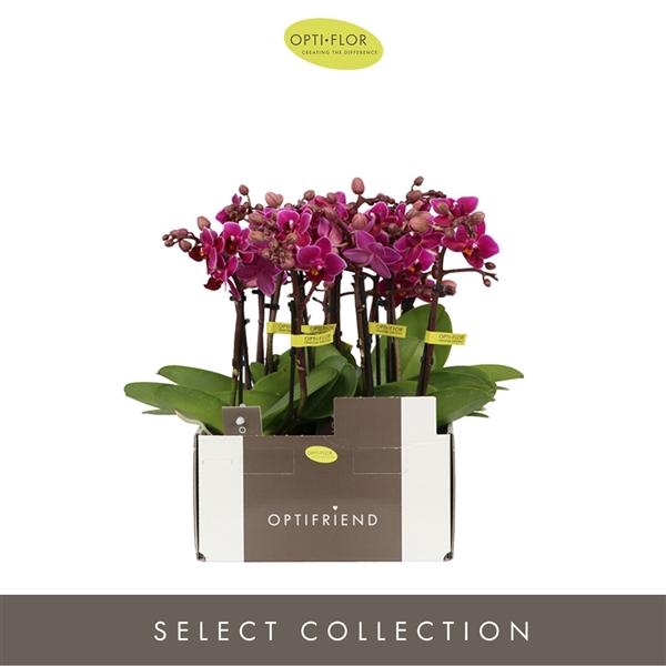 <h4>Phalaenopsis Multifloratypes overig paars</h4>