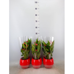 Anthurium andr. 'Mill Flowers Red'