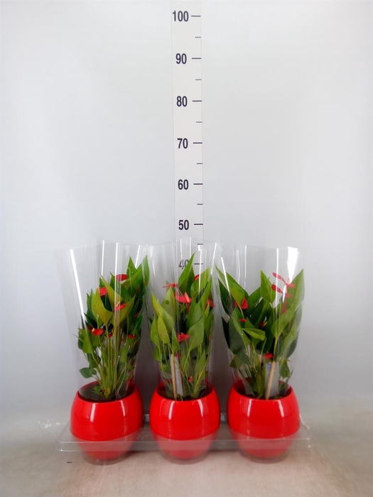 <h4>Anthurium andr. 'Mill Flowers Red'</h4>