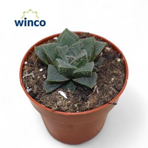 Haworthia Pymaea