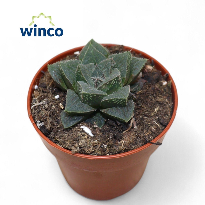 <h4>Haworthia Pymaea</h4>