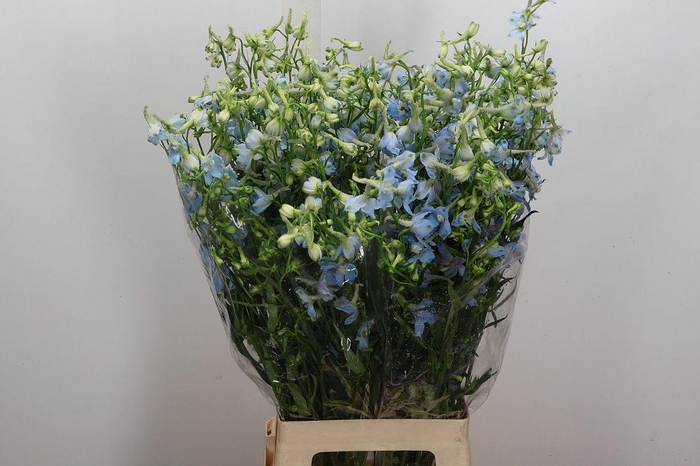 <h4>Delph En Ballkleid</h4>