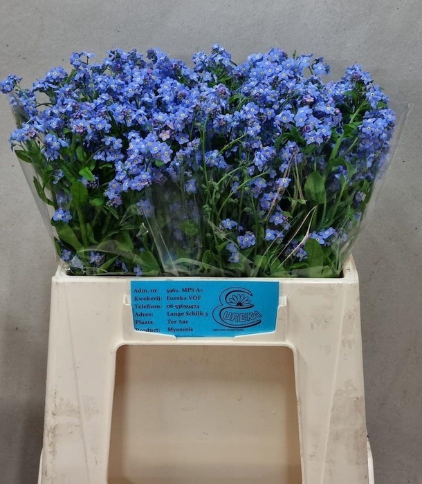 <h4>MYOS AL BLUE MEMORY</h4>