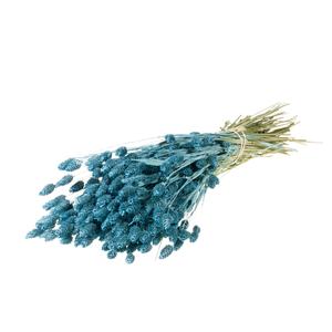Phalaris Blue Misty