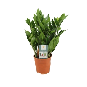 ZAMIOCULCAS ZAMIIFOL