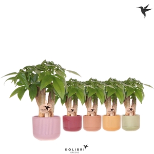 Kolibri Greens Pachira in Flare pot mix