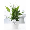 Spathiphyllum in P&PURE Juliette ceramics white