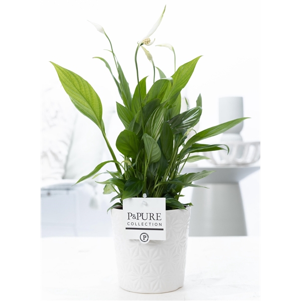 <h4>Spathiphyllum in P&PURE Juliette ceramics white</h4>