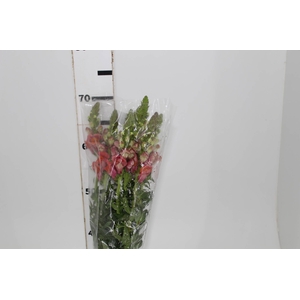 BOCA DE LEAO MONACO ORANGE 080 CM LARANJA