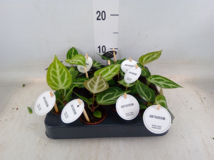 <h4>Anthurium   ...</h4>