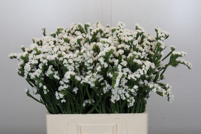 <h4>Limonium Sinuatum Silvery Sun Birds</h4>