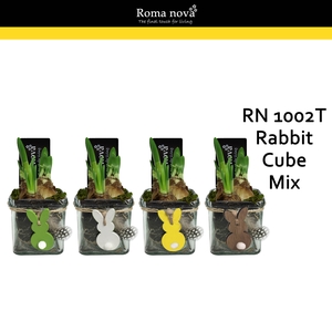 Narcis Rom 1002T Rabit Cuibe Mix